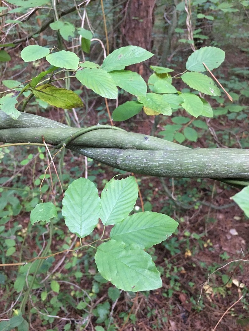Alabama Supplejack photo 2