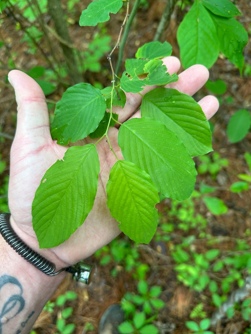 Alabama Supplejack photo 3