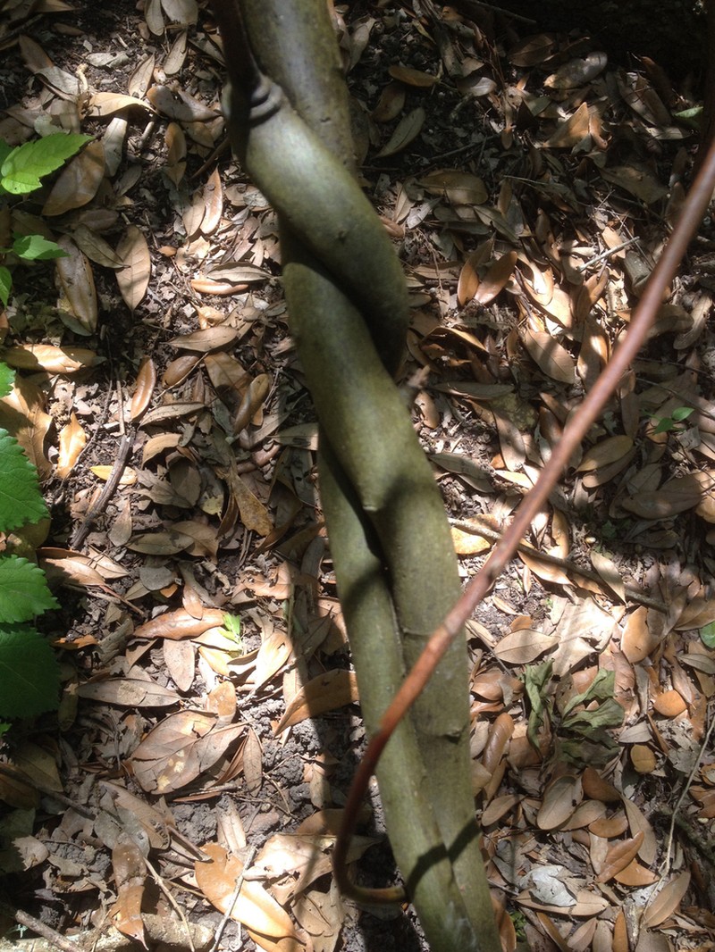 Alabama Supplejack photo 4