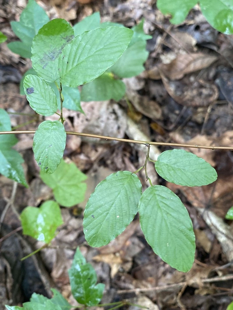 Alabama Supplejack photo 6