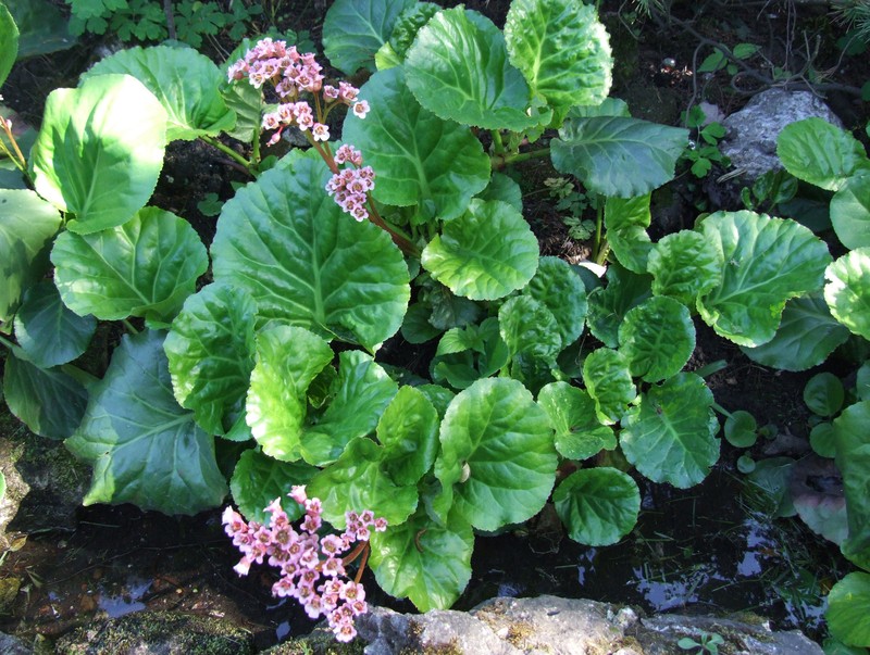 Bergenia crassifolia var. crassifolia