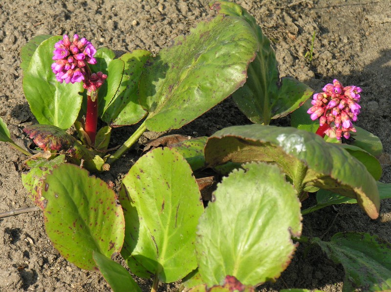 Bergenia crassifolia var. crassifolia photo 2