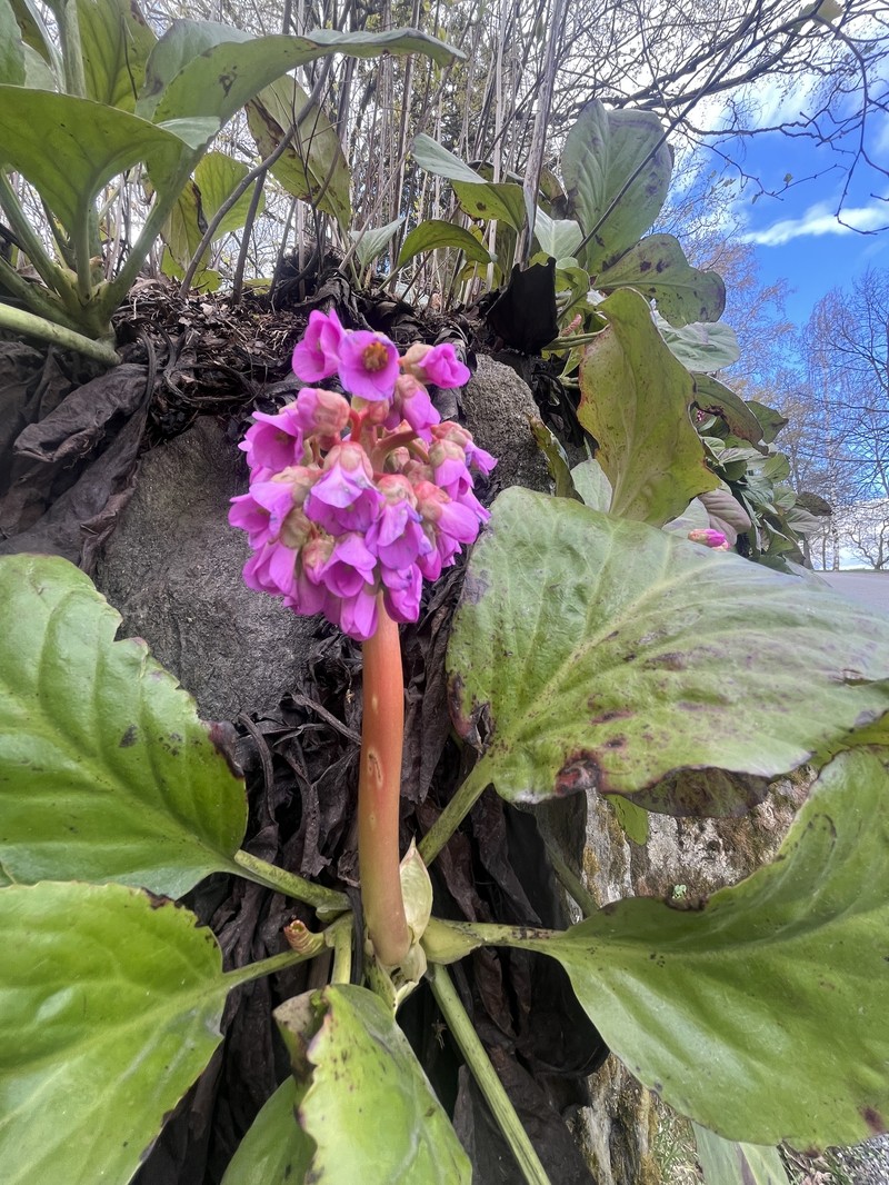 Bergenia crassifolia var. crassifolia photo 3