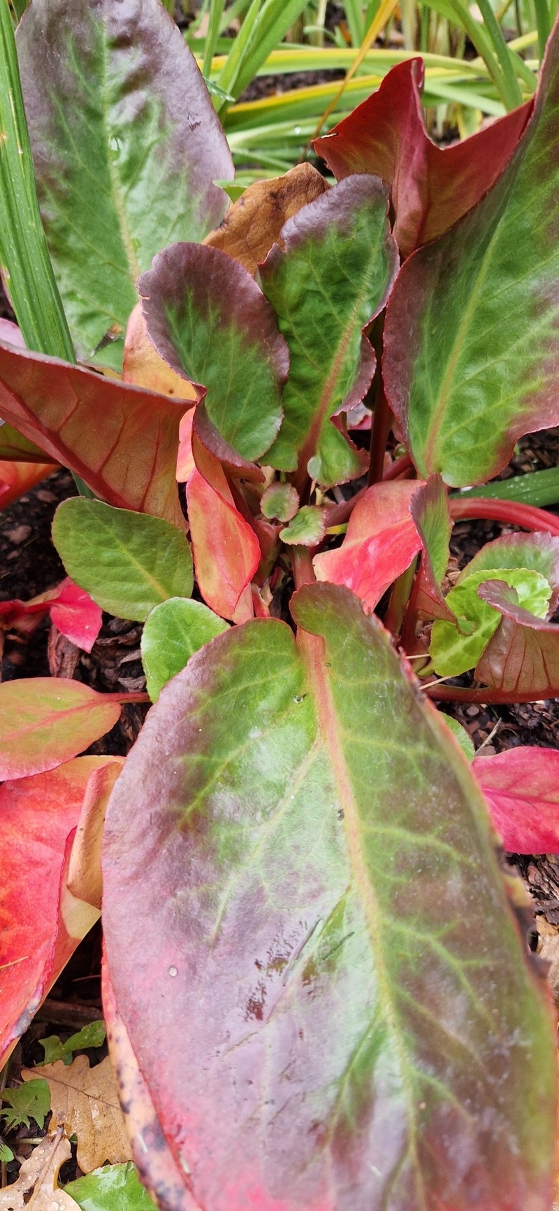 Bergenia crassifolia var. crassifolia photo 4