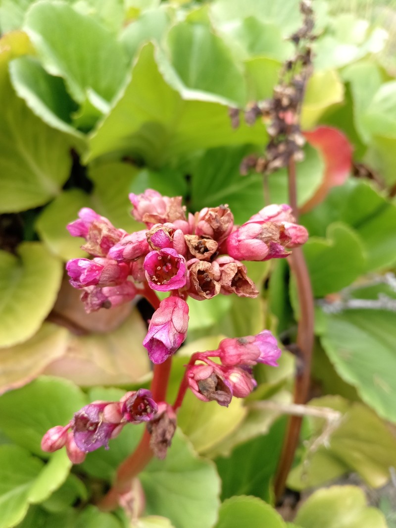Bergenia crassifolia var. crassifolia photo 5