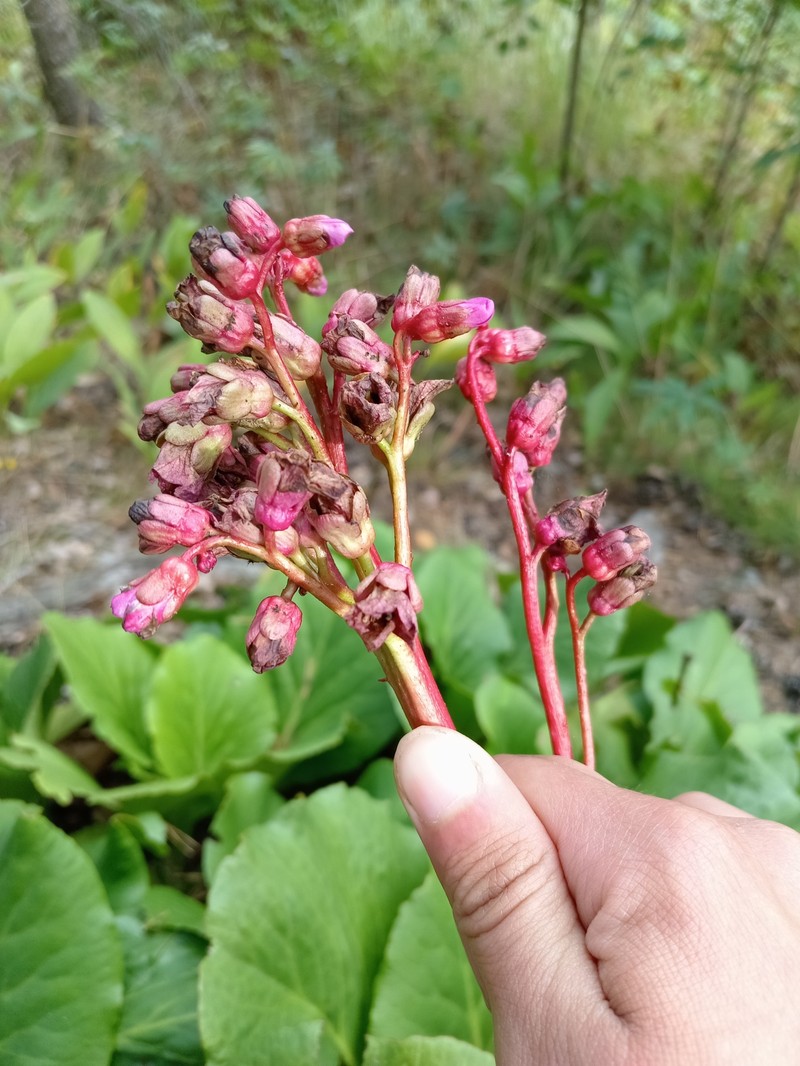 Bergenia crassifolia var. crassifolia photo 6
