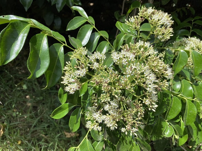 Bergera crenulata
