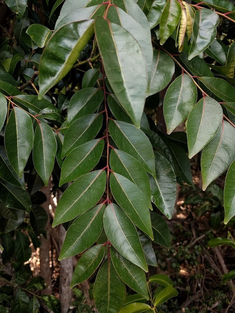 Bergera crenulata photo 2