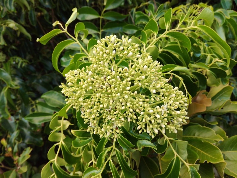 Bergera crenulata photo 3