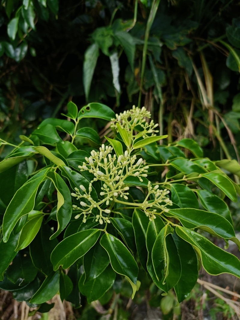 Bergera crenulata photo 4