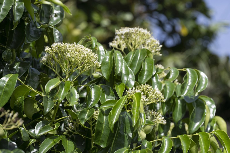Bergera crenulata photo 5