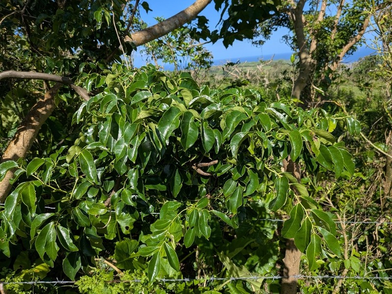 Bergera crenulata photo 6