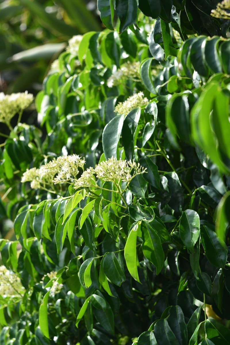 Bergera crenulata photo 7