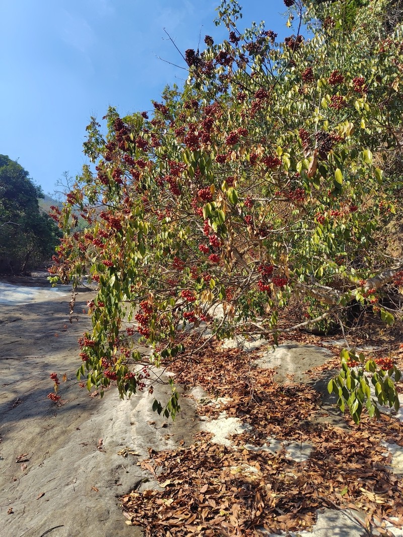 Bergera euchrestifolia