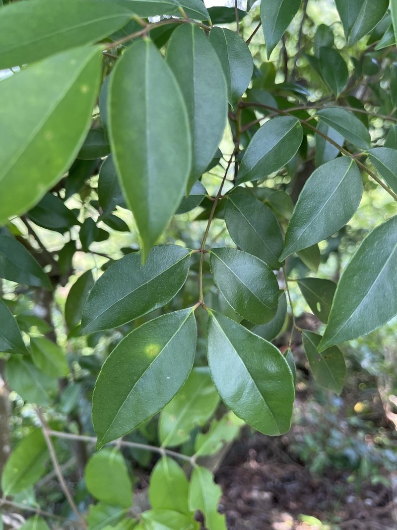 Bergera euchrestifolia photo 2