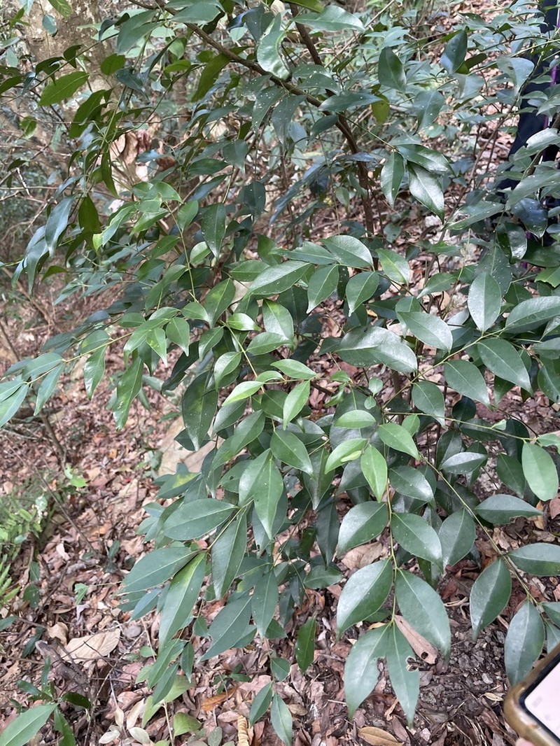 Bergera euchrestifolia photo 3