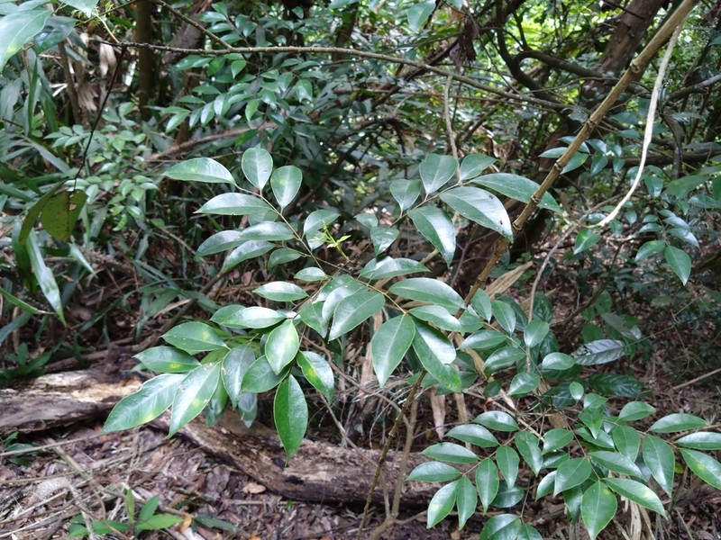Bergera euchrestifolia photo 4