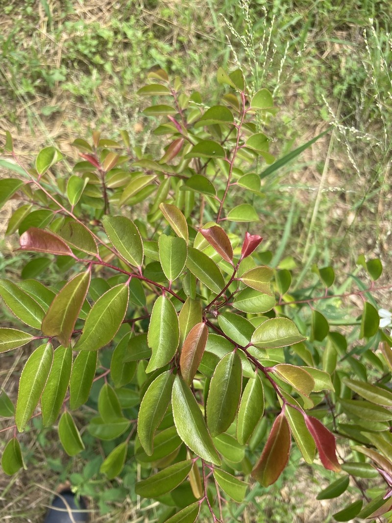 Bergera euchrestifolia photo 5