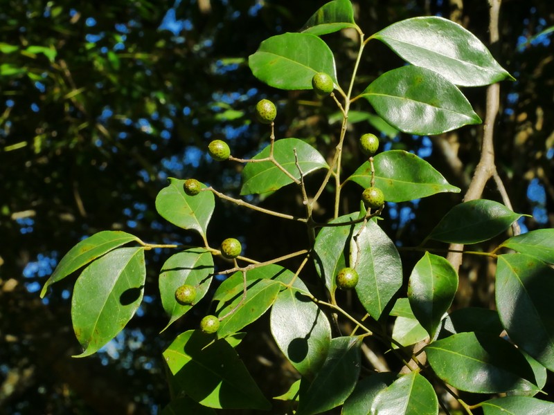 Bergera euchrestifolia photo 6