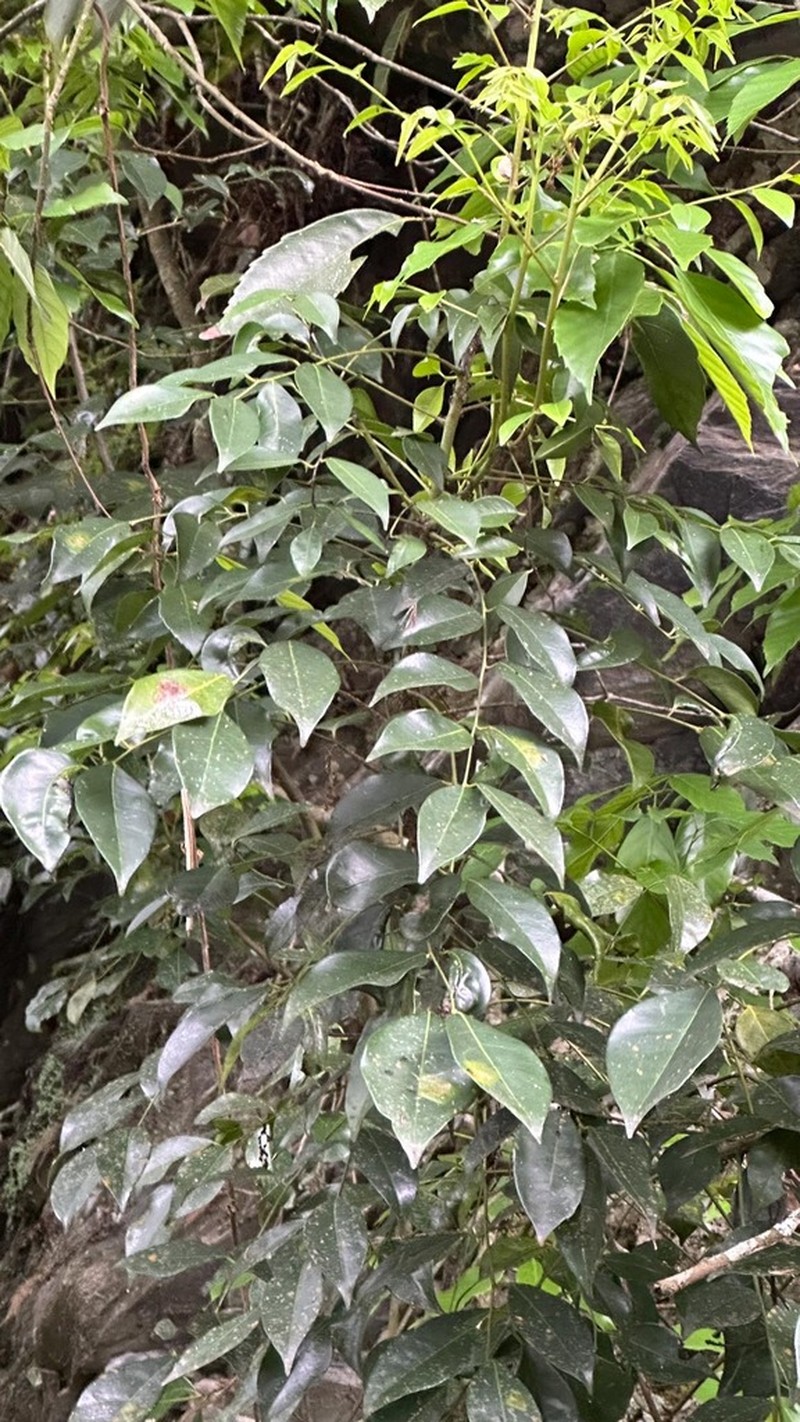 Bergera euchrestifolia photo 7