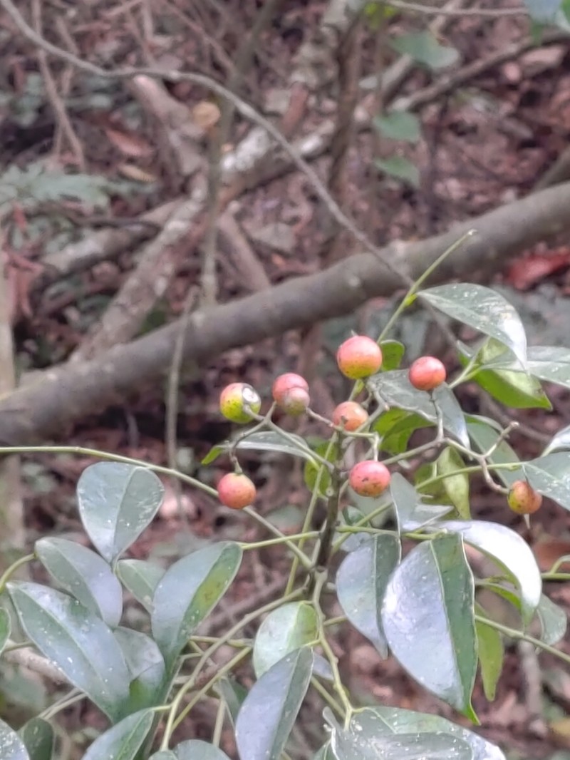 Bergera euchrestifolia photo 8