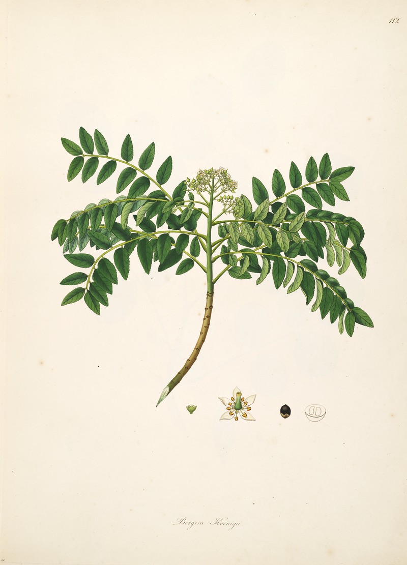 Curryleaftree photo 8