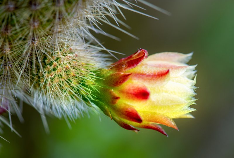 Golden Snakecactus photo 3