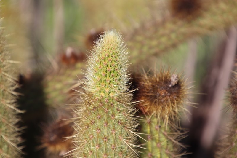 Golden Snakecactus photo 4