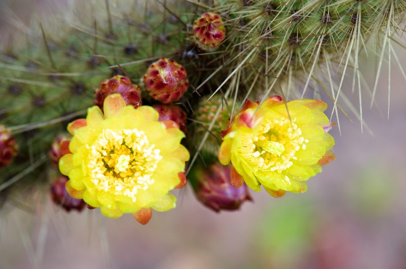 Golden Snakecactus photo 5