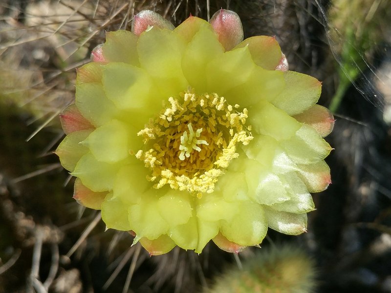 Golden Snakecactus photo 6