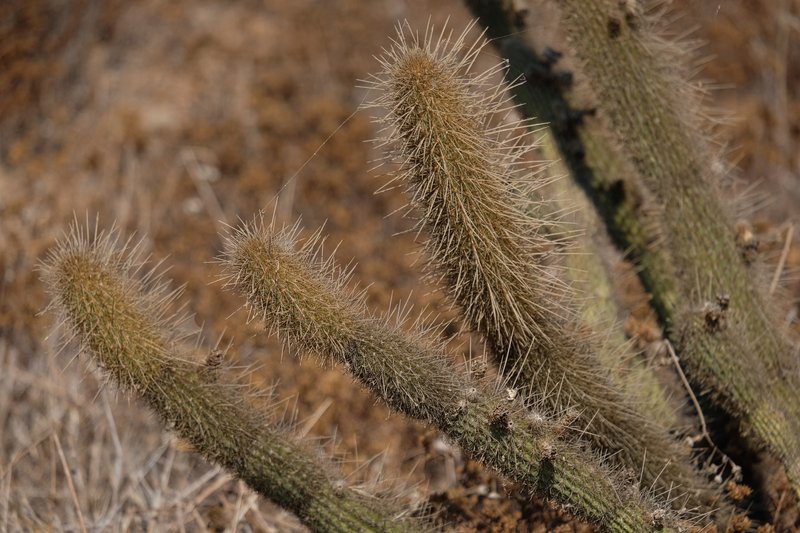 Golden Snakecactus photo 7