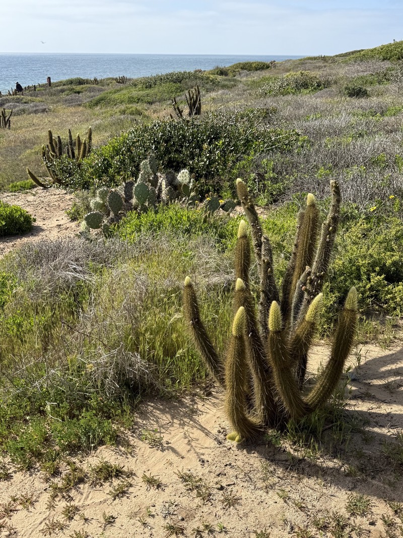 Golden Snakecactus photo 8