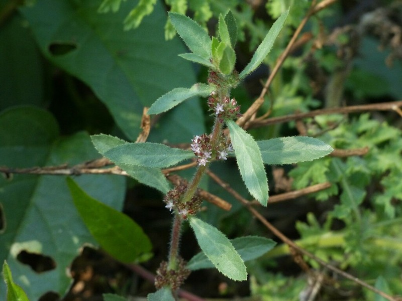 Bergia ammannioides
