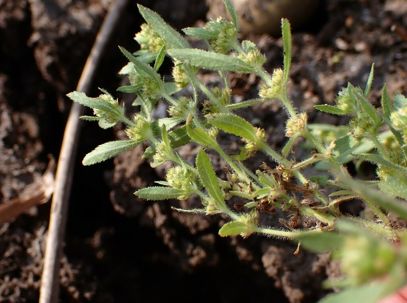 Bergia ammannioides photo 4