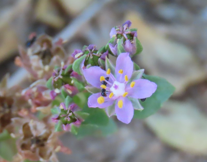 Bergia anagalloides photo 2