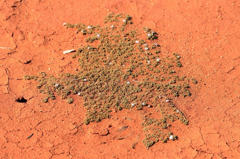 Bergia auriculata