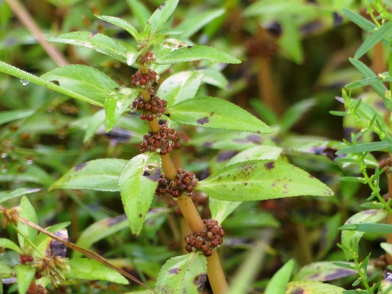 Bergia capensis