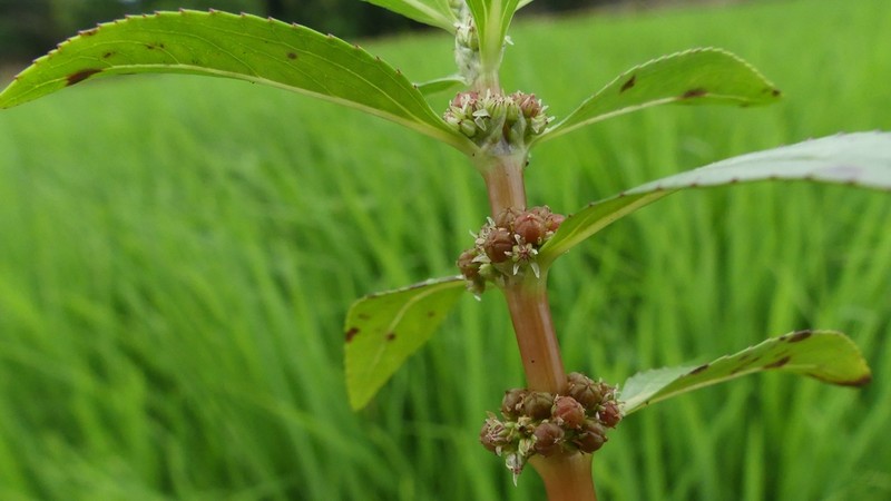 Bergia capensis photo 2