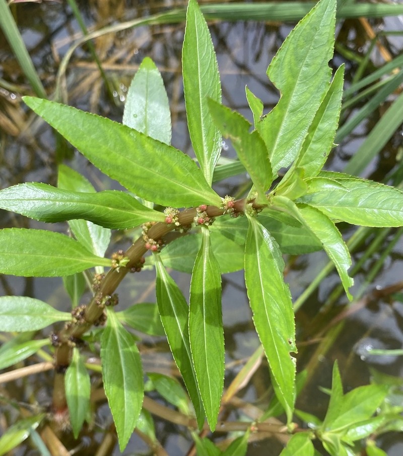 Bergia capensis photo 4