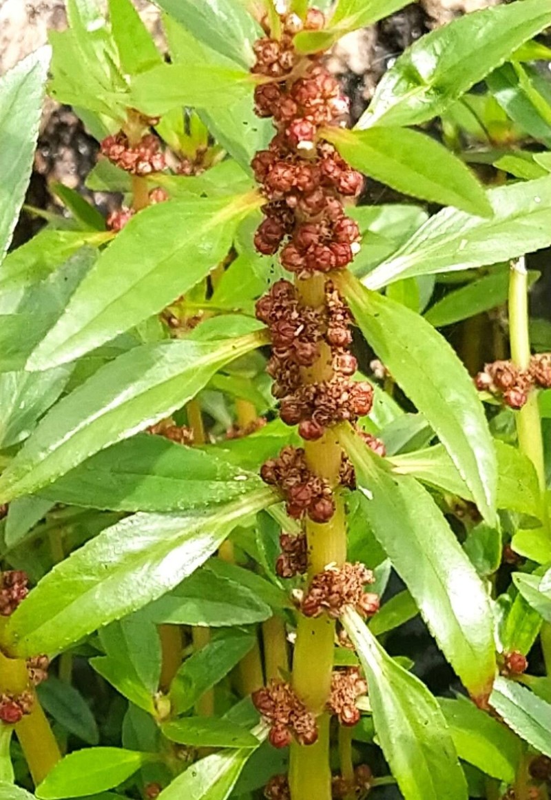 Bergia capensis photo 6