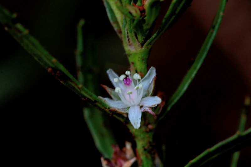 Bergia decumbens