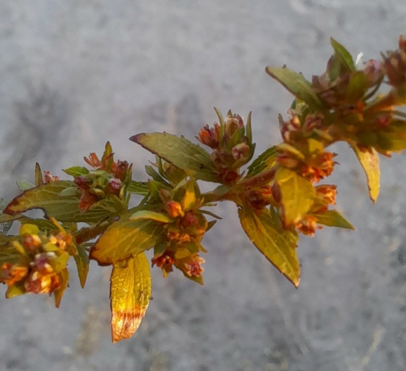 Bergia decumbens photo 3