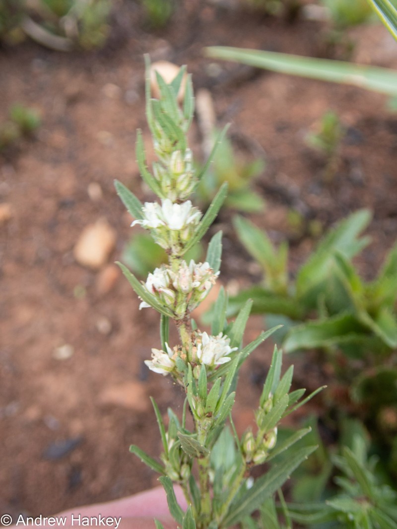Bergia decumbens photo 4