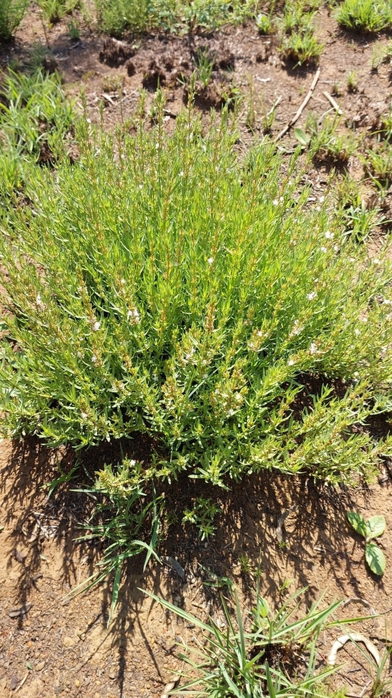 Bergia decumbens photo 8