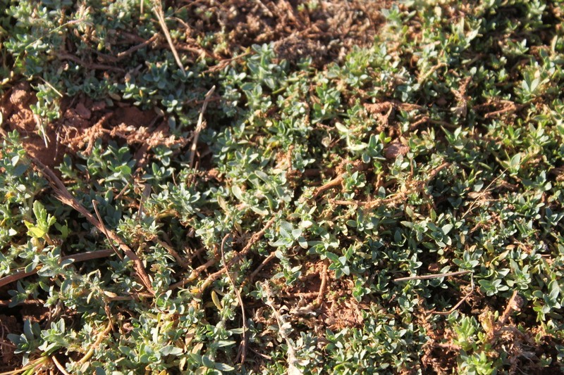 Bergia diacheiron