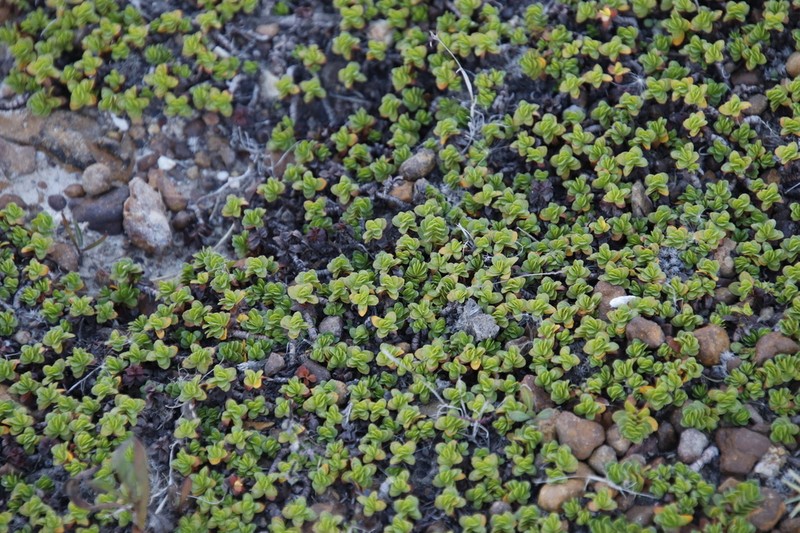 Bergia glomerata