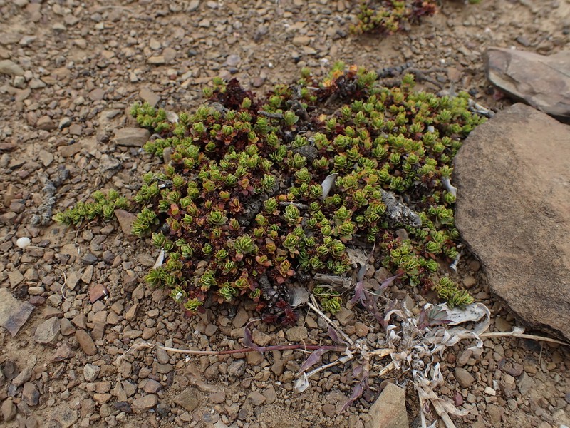 Bergia glomerata photo 2