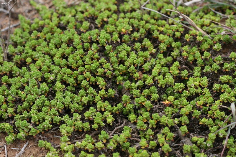 Bergia glomerata photo 3
