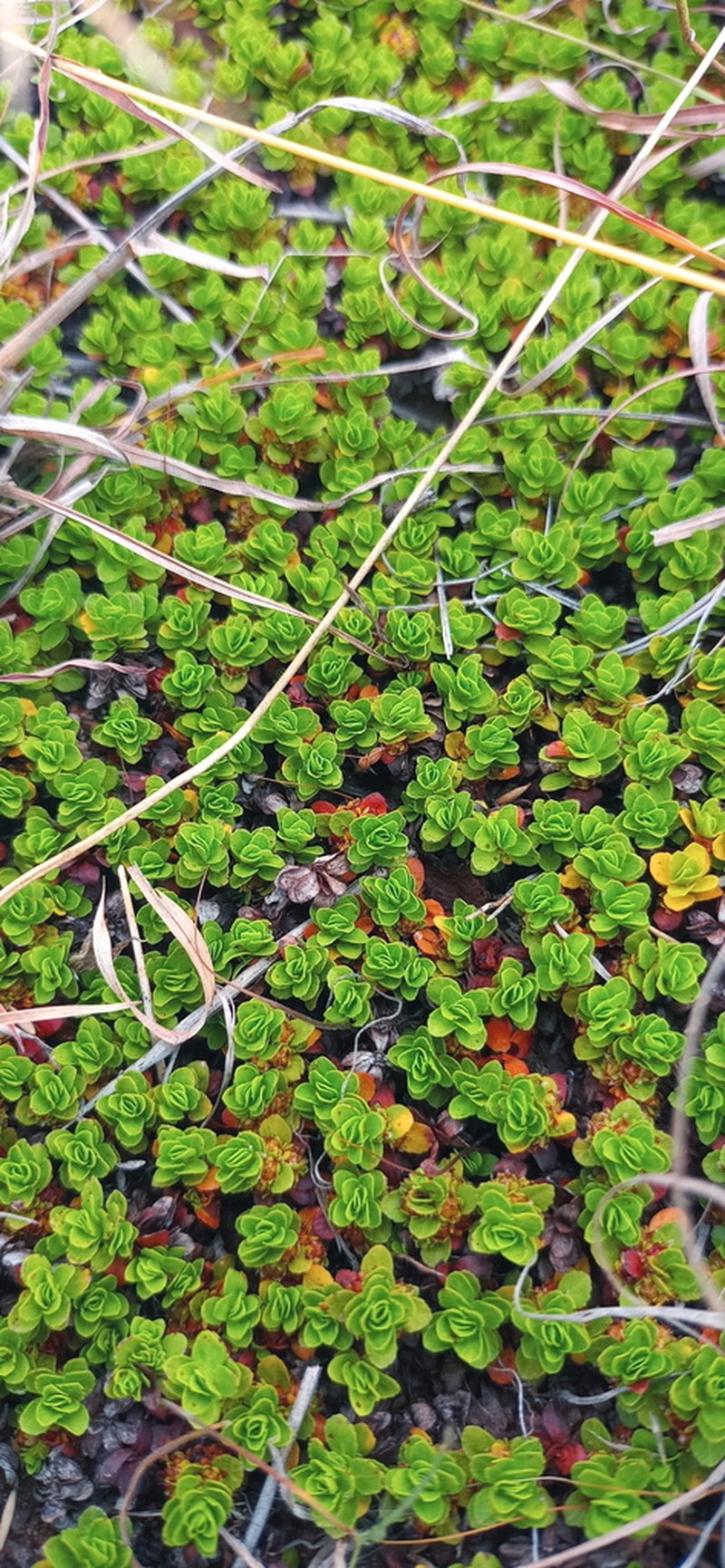 Bergia glomerata photo 4