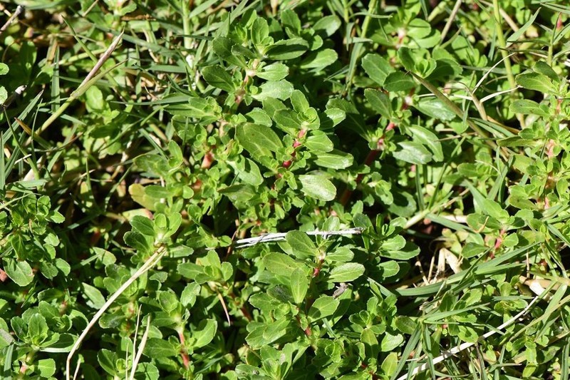 Bergia glomerata photo 5